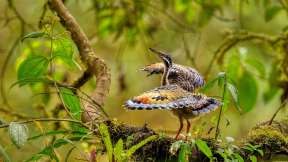 Juvenile sunbittern displaying at nest, Ecuador