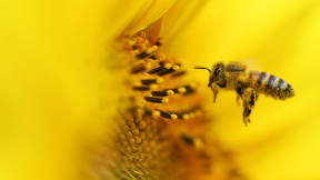 Arbeiten Bienen am 1. Mai?