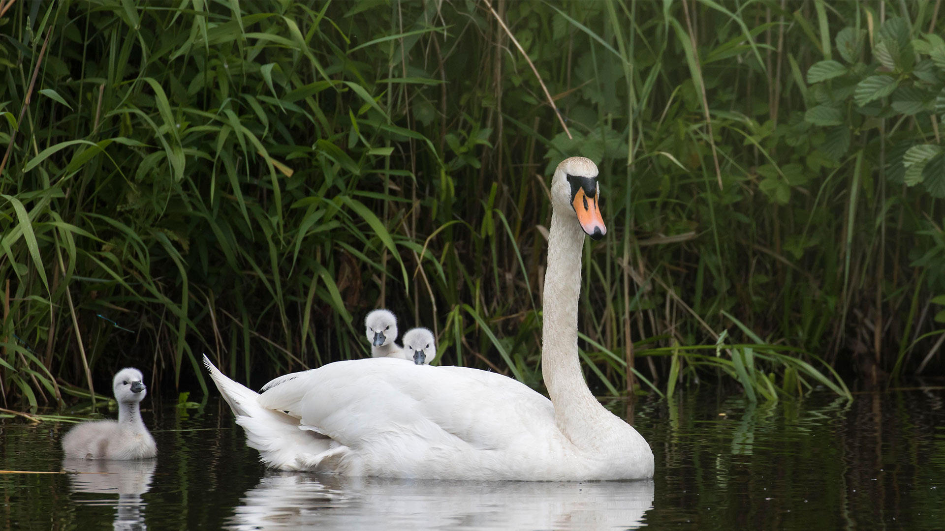 H&ouml;ckerschwan schwimmt mit K&uuml;ken, Hessen