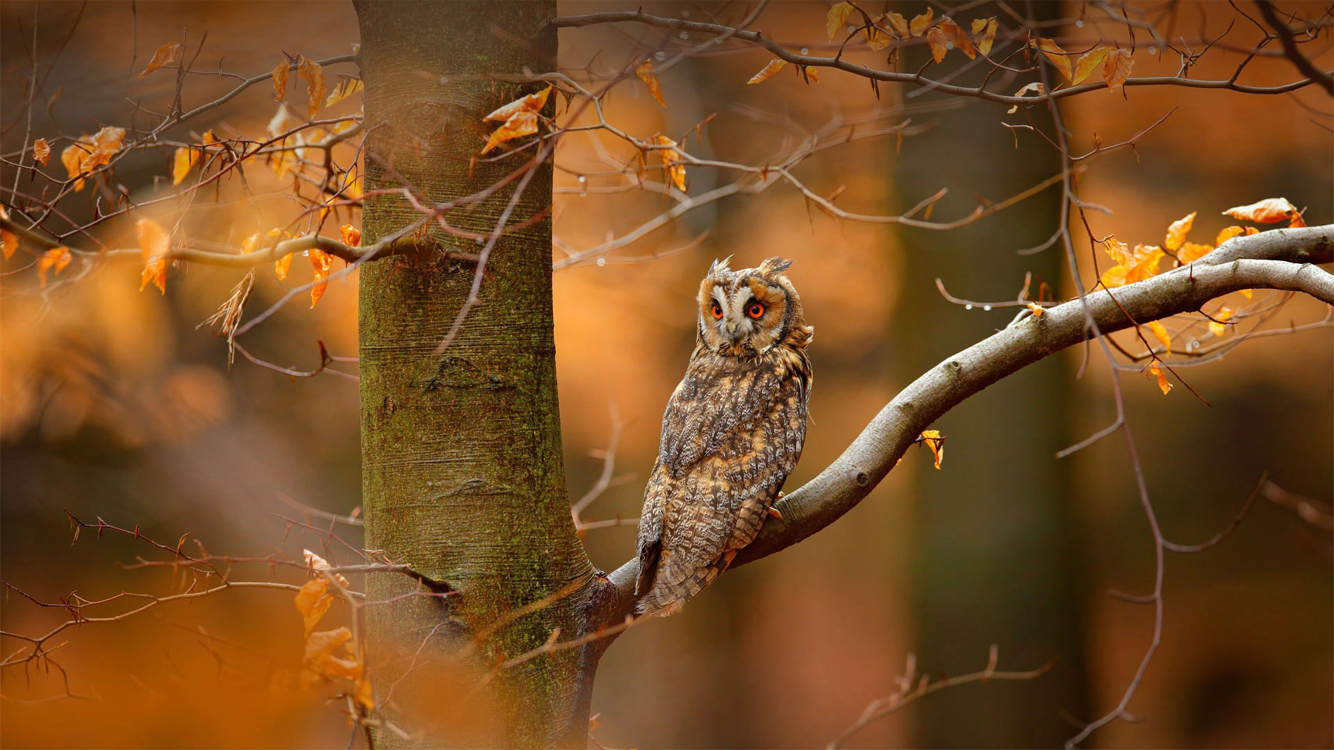 Long-eared owl in the Czech Republic