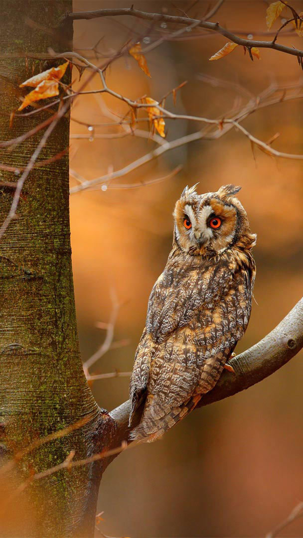 Long-eared owl in the Czech Republic