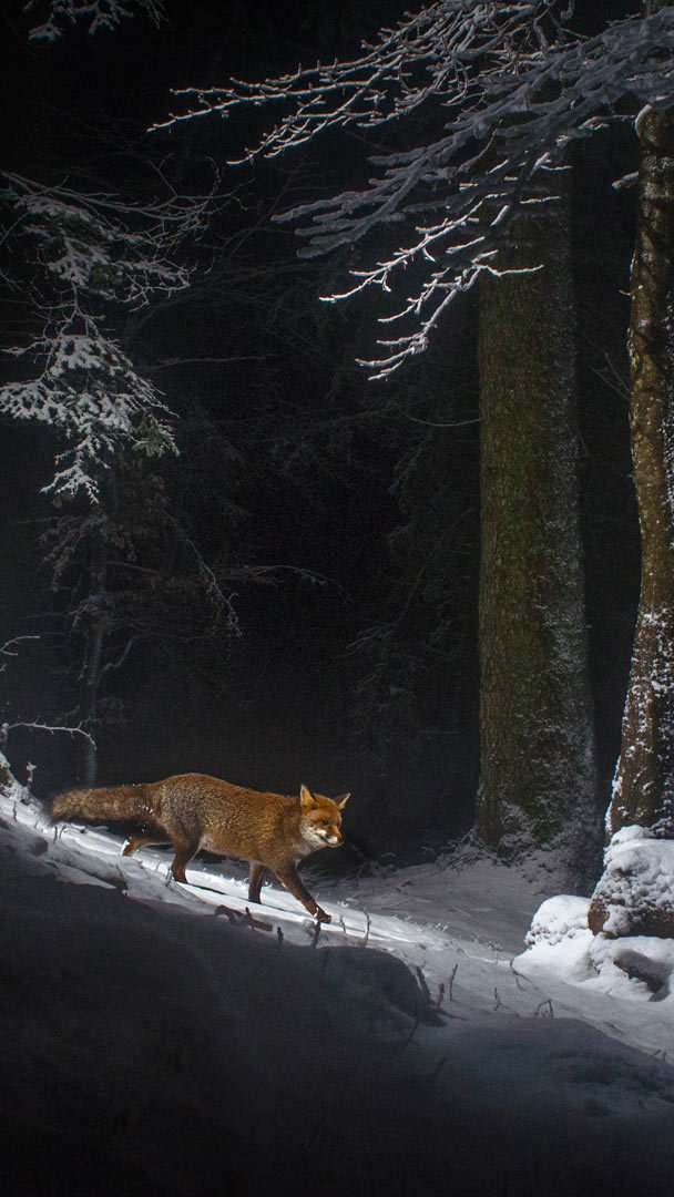 HD Mobile Wallpaper: A red fox on the Swiss side of the Jura Mountain range