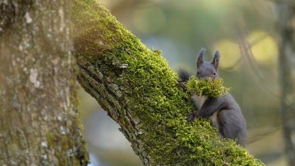 A female Eurasian red squirrel, Switzerland