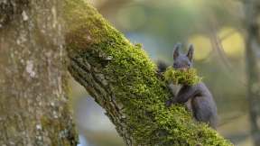 A female Eurasian red squirrel, Switzerland