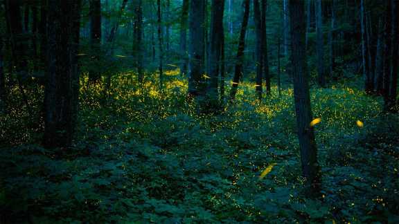By the light of the fireflies