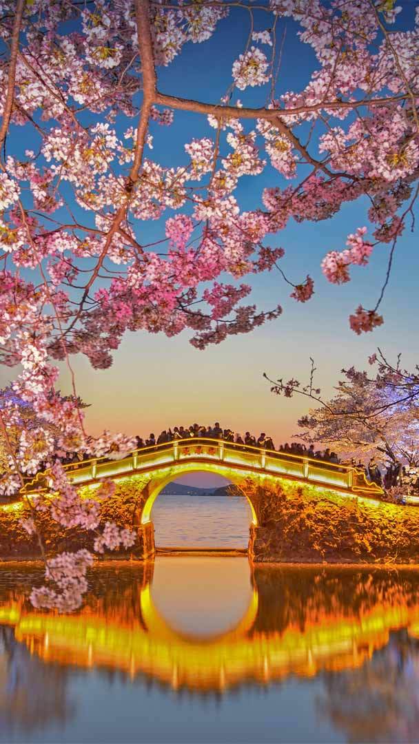 Lake Tai s cherry trees in bloom