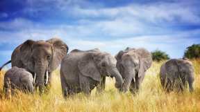 African elephants, Tanzania