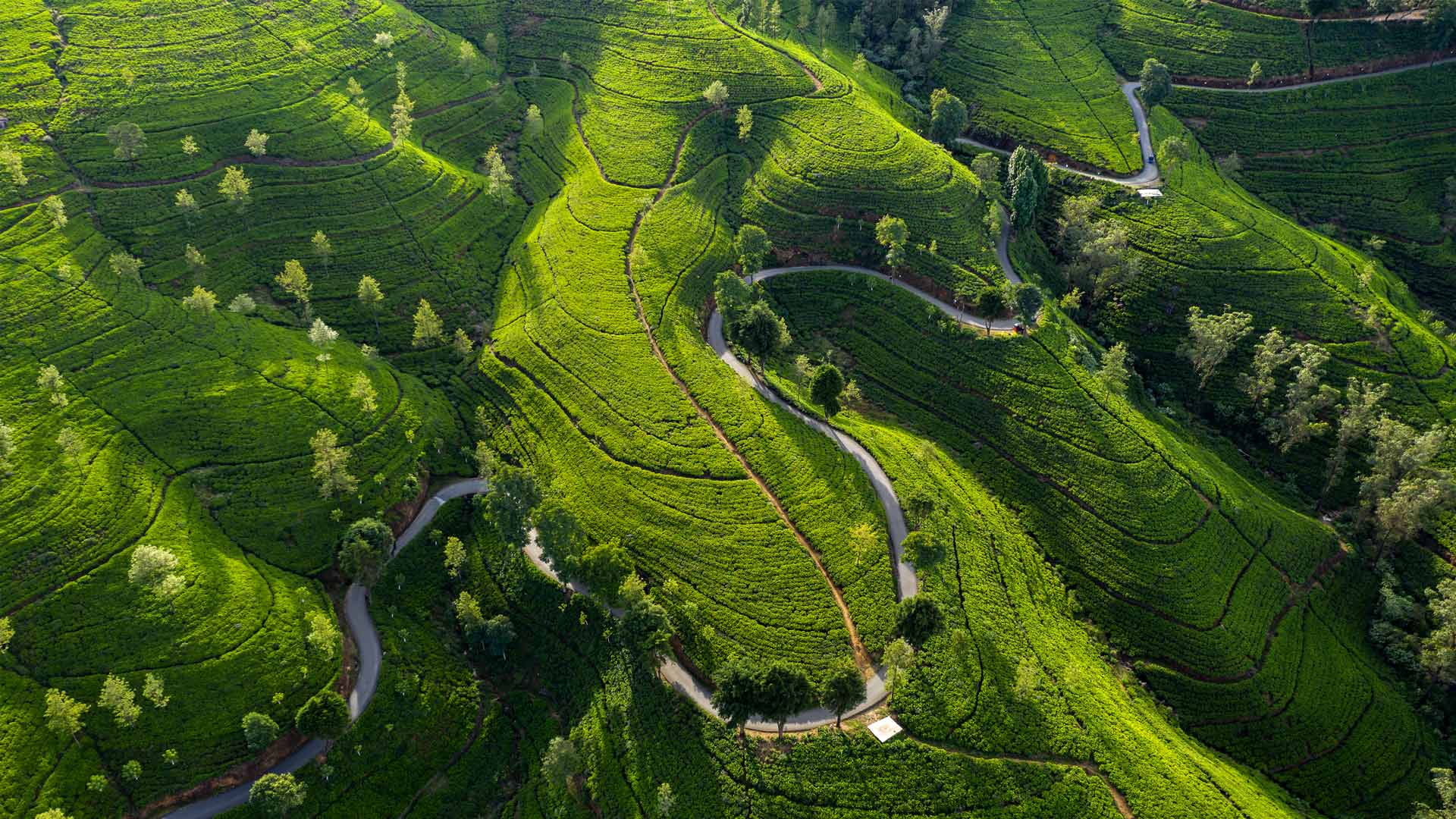 Bing HD Wallpaper Der Tee Ist Das Ziel Bing Wallpaper Gallery