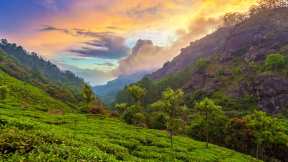 Tea plantation near Munnar, India