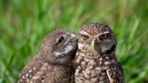 Burrowing owls