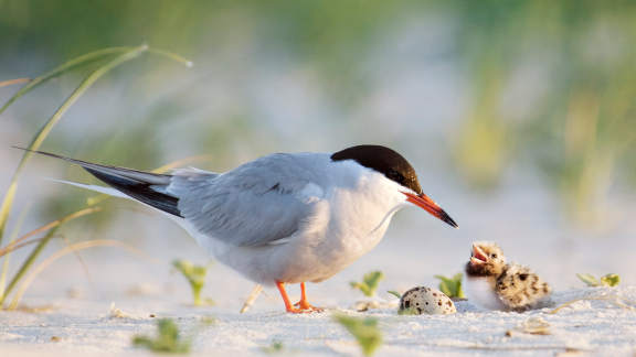 Kennen Sie diese Vogelart?