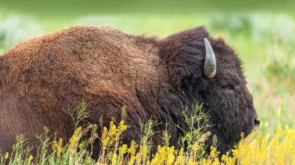 American bison, Grand Teton National Park, Wyoming