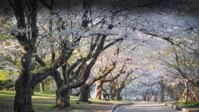 A street filled with sakura trees