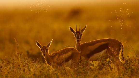 Thomsons gazelles, Maasai Mara, Kenya