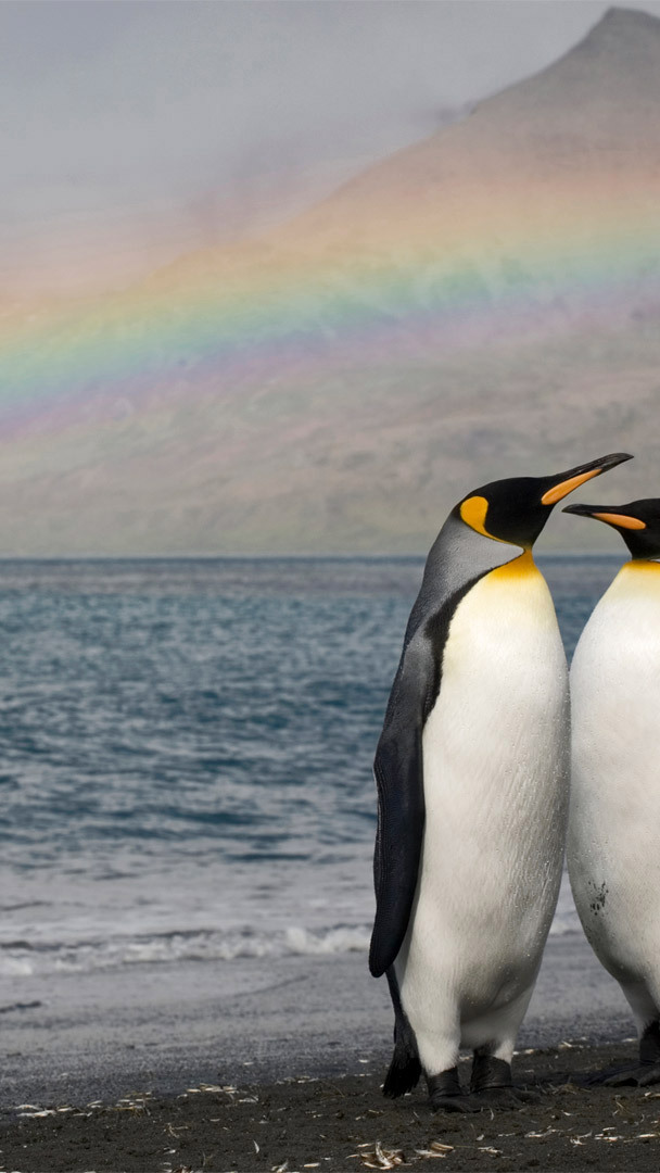 Bing HD Wallpaper Jan 20, 2023: Penguin Awareness Day - Bing Wallpaper  Gallery