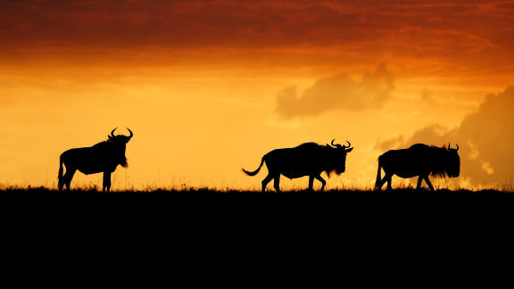 La grande migration du règne animal