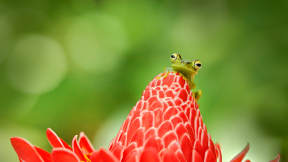 Tree frog, Costa Rica