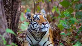 International Tiger Day