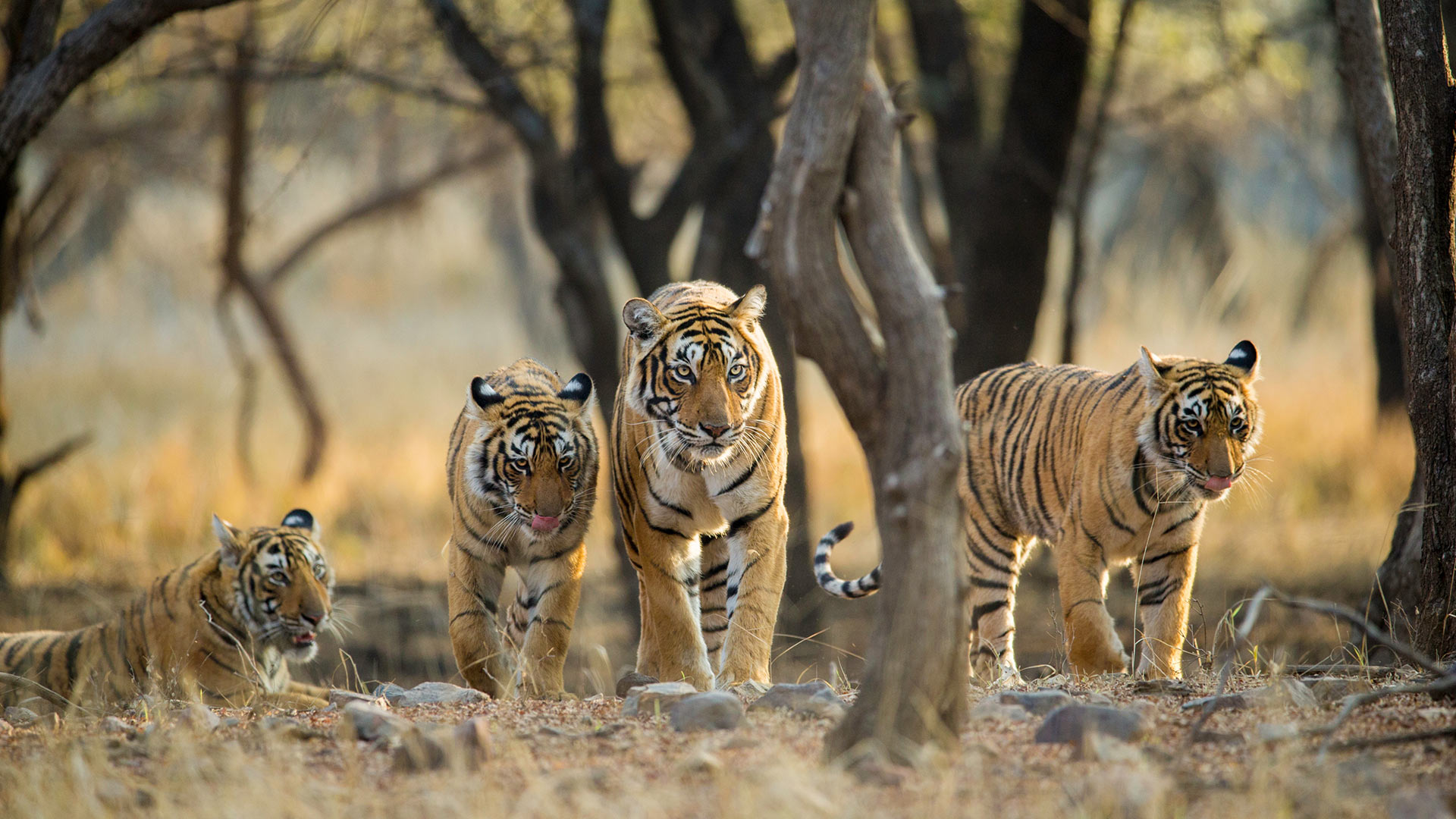 Bengal tigers at Ranthambore National Park, Rajasthan, India