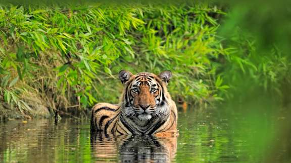 Le roi de la Jungle dans toute sa splendeur