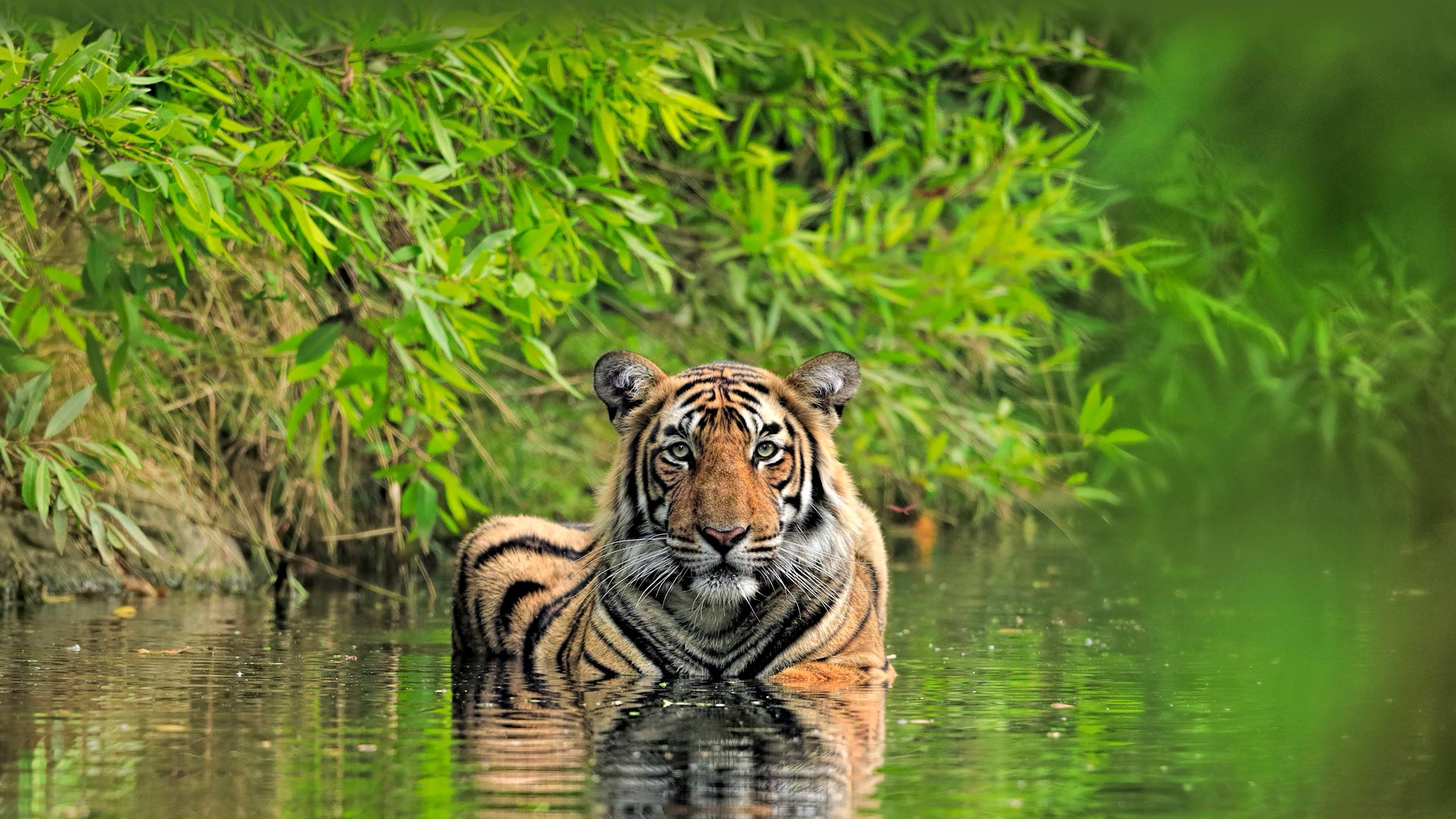 Bing Images Of Siberian Tigers