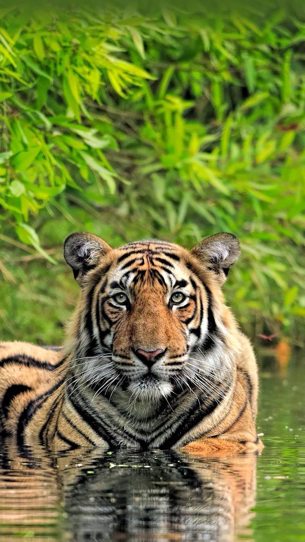 Tiger Wallpaper 🐅 in 2023  Tiger photography, Big cats photography, Tiger  pictures