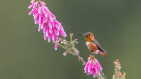 Ein Kolibri ruht sich auf einem Ast aus
