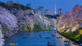 Cherry blossom season in Tokyo