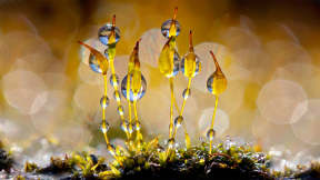 Magnified moss