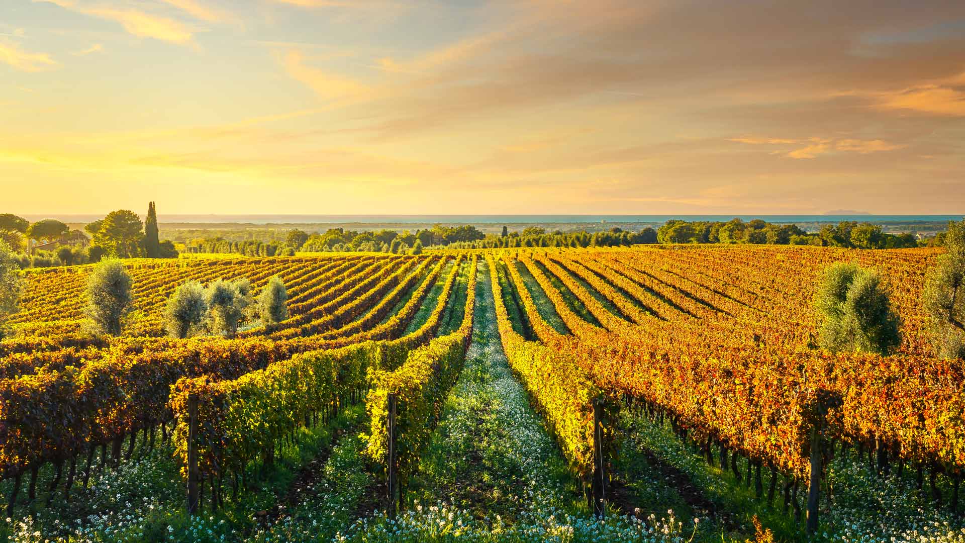 Un Mare di Vino?