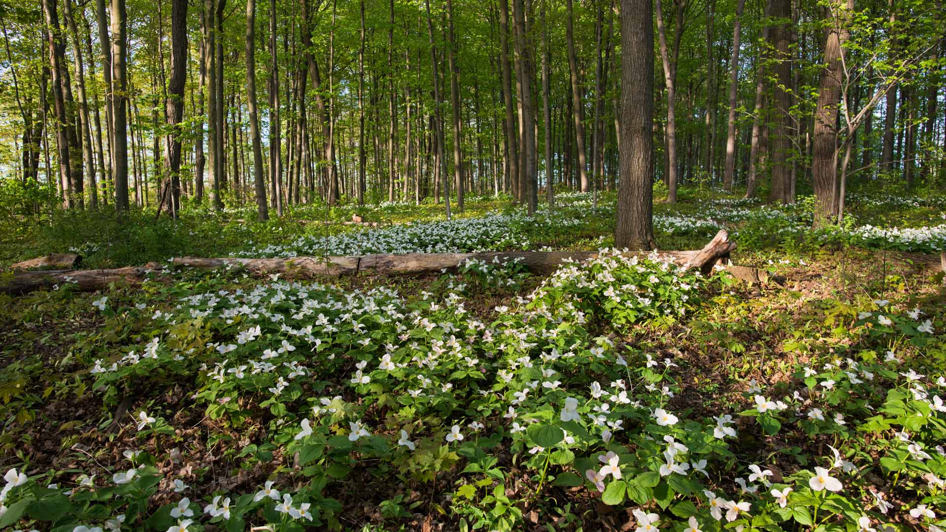 Bing HD Wallpaper Apr 24 2024 White Trilliums Blooming In Ontario 