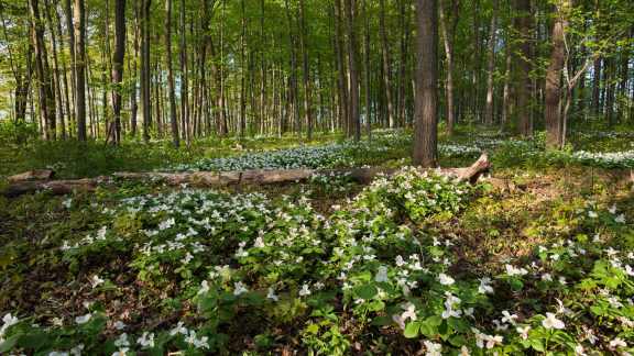 White trilliums blooming in Ontario, Canada