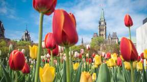 Canadian Tulip Festival