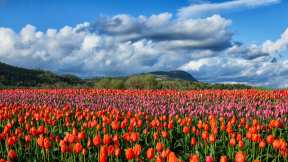 Tulip fields in Abbotsford, British Columbia, Canada