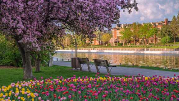 Canadian Tulip Festival, Ottawa