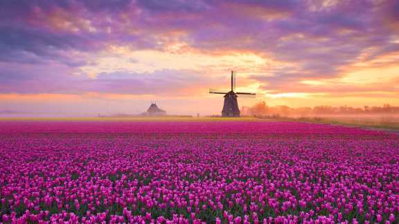 Tulips, Netherlands