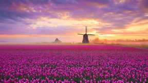 Tulips, Netherlands