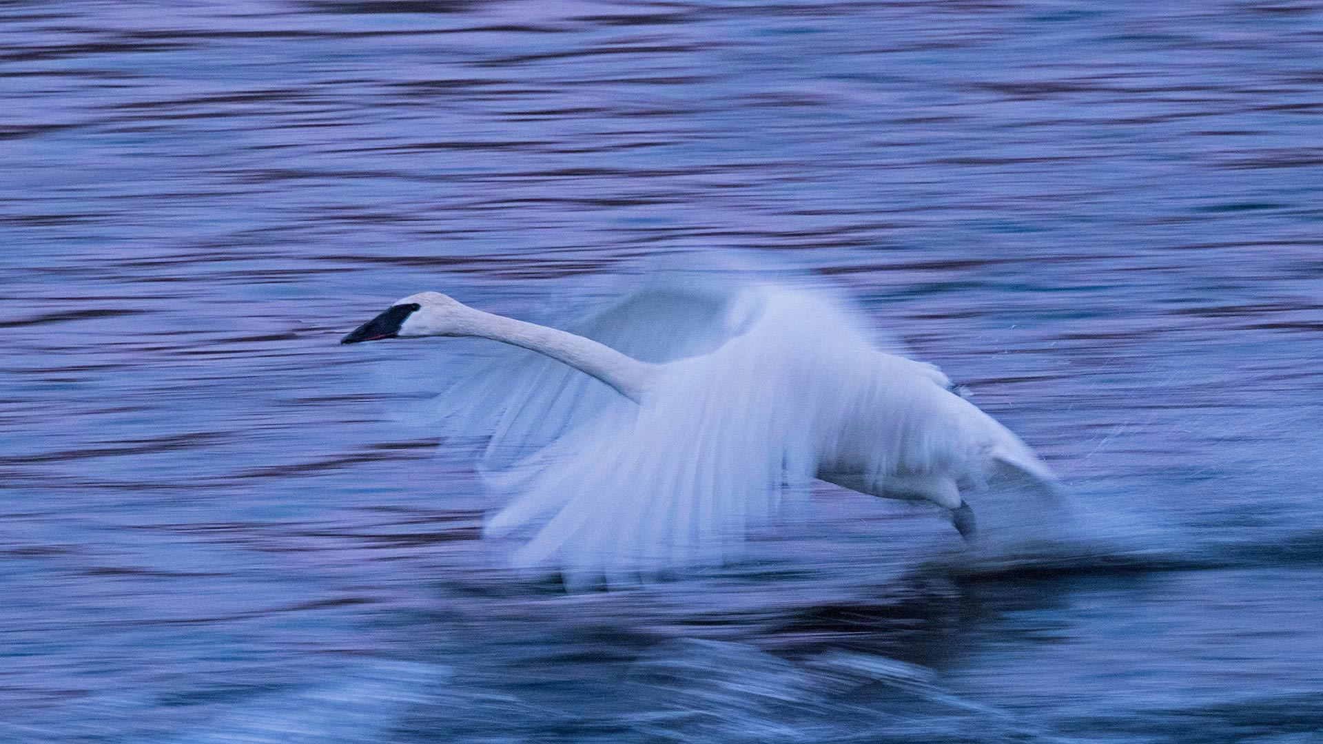 Autumn’s swan song