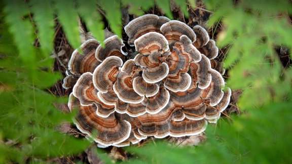 Turkey Tail Mushroom