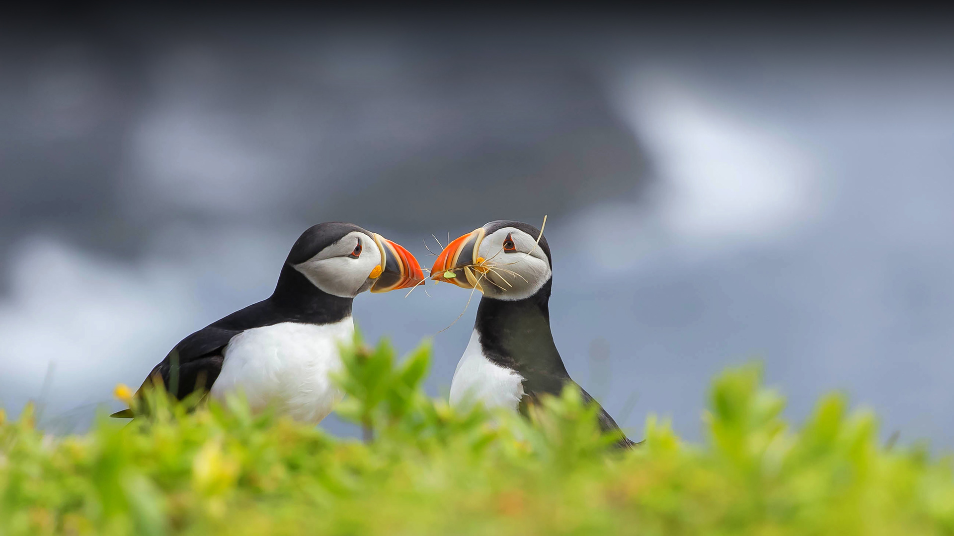 Two Atlantic puffins in Elliston