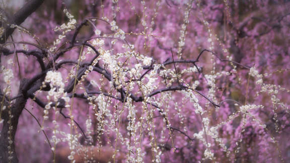 Bing image: 春の使者 - Bing Wallpaper Gallery