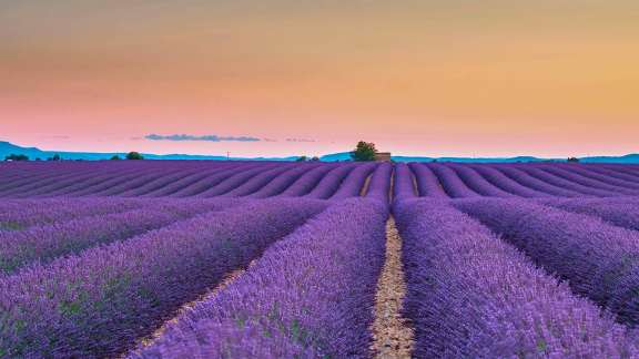 Fragrant fields as far as the eye can see