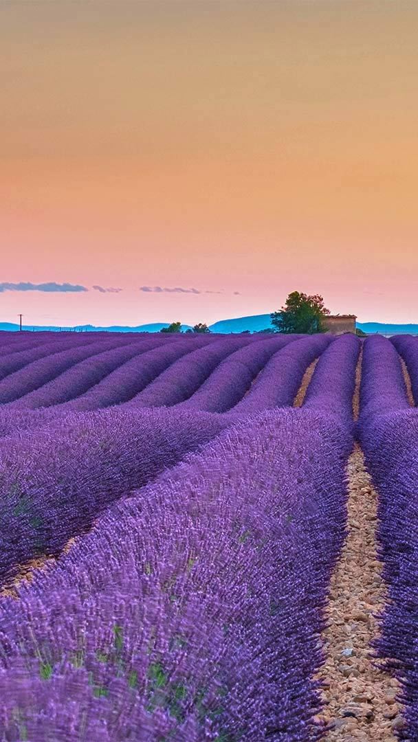 lilac field wallpaper