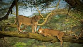 Climb a tree for wild animals and plants