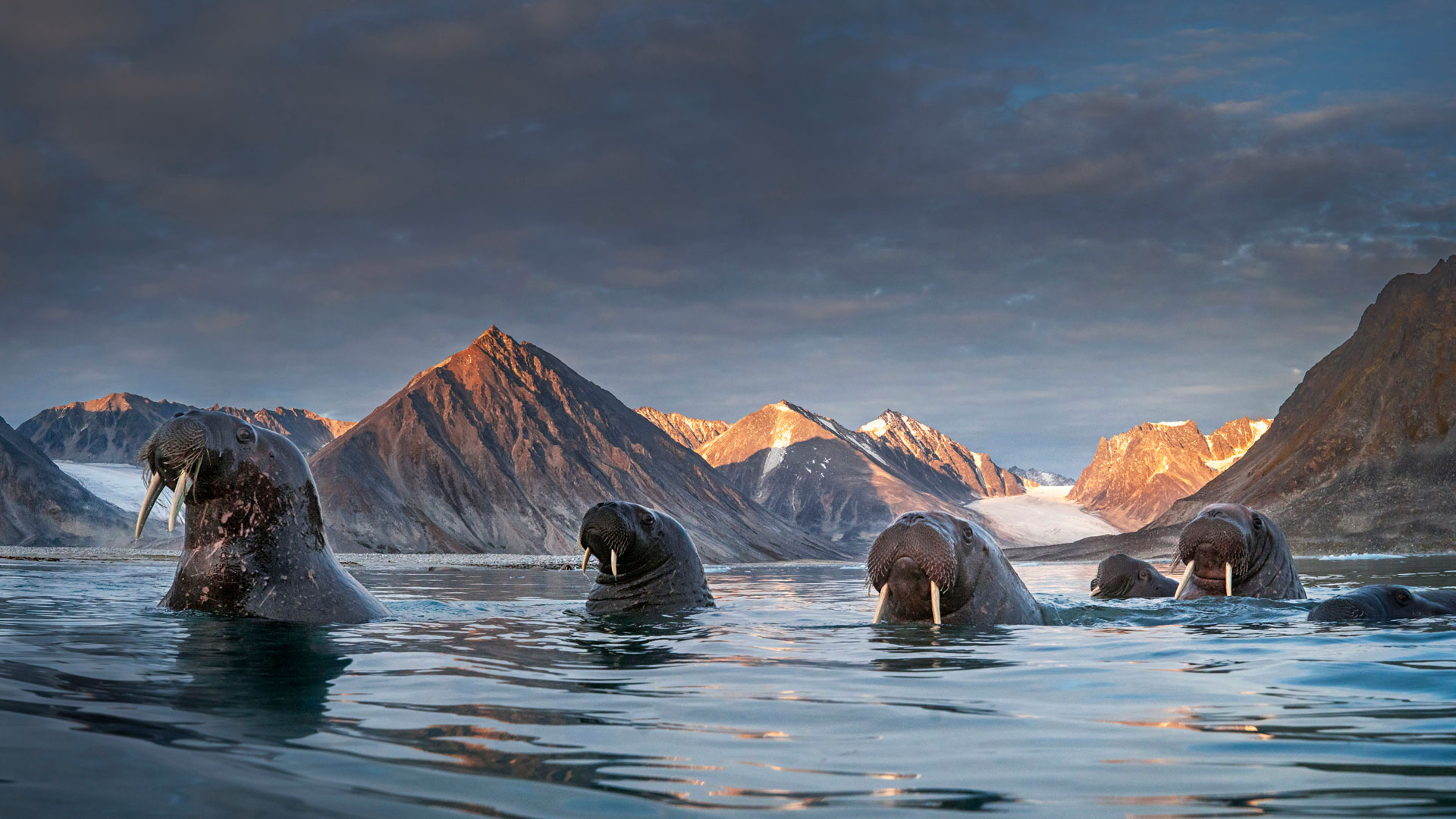 Bing HD Wallpaper 30 Sep 2024: Walruses in Svalbard, Norway - Bing ...