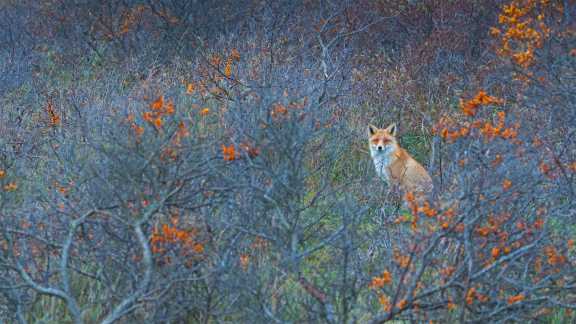 A fox in the dunes
