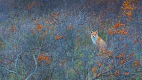 A fox in the dunes