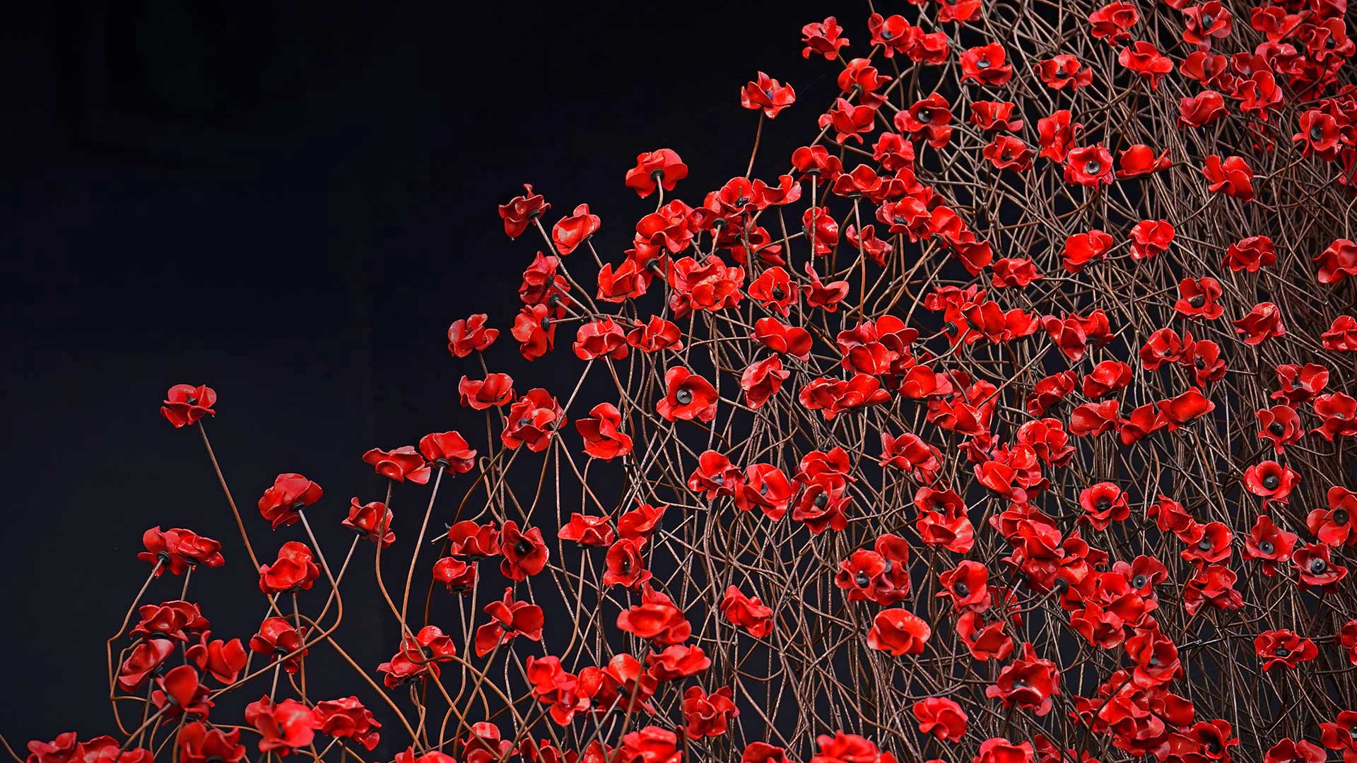 Poppies for Armistice Day