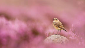 Wheatear, Peak District National Park, England