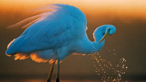 Great white egret, Hungary